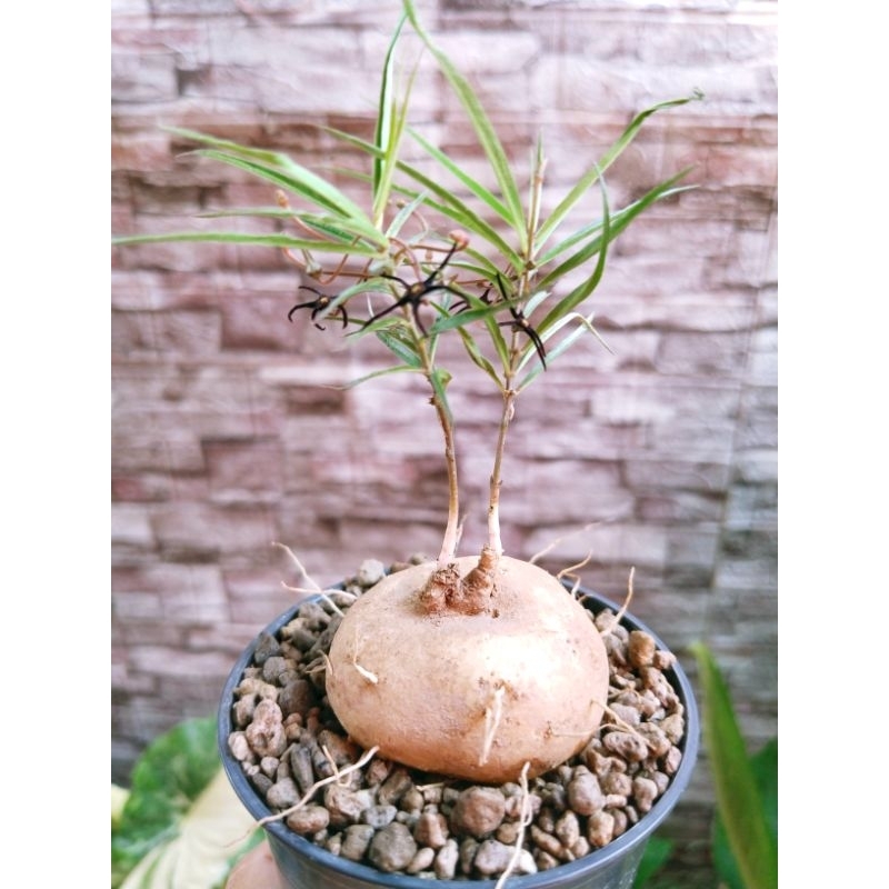 ☘️Brachystelma sp thai.แห้วกระต่าย size 3-4 cm ราคา 99 บาท ราคา ถูกที่สุด ดีลบีเคเค แกลเลอรีภาพที่ 2