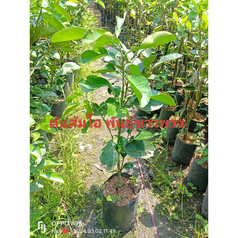 ต้นส้มโอพันธุ์ขาวพวง รสชาดอร่อย หวานอมเปรี้ยว ขนาดต้น60-70ซม.พร้อมส่งคะ