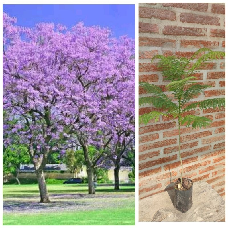 ต้นศรีตรัง ดอกสีม่วง ต้นสูง 40 / 60 cm