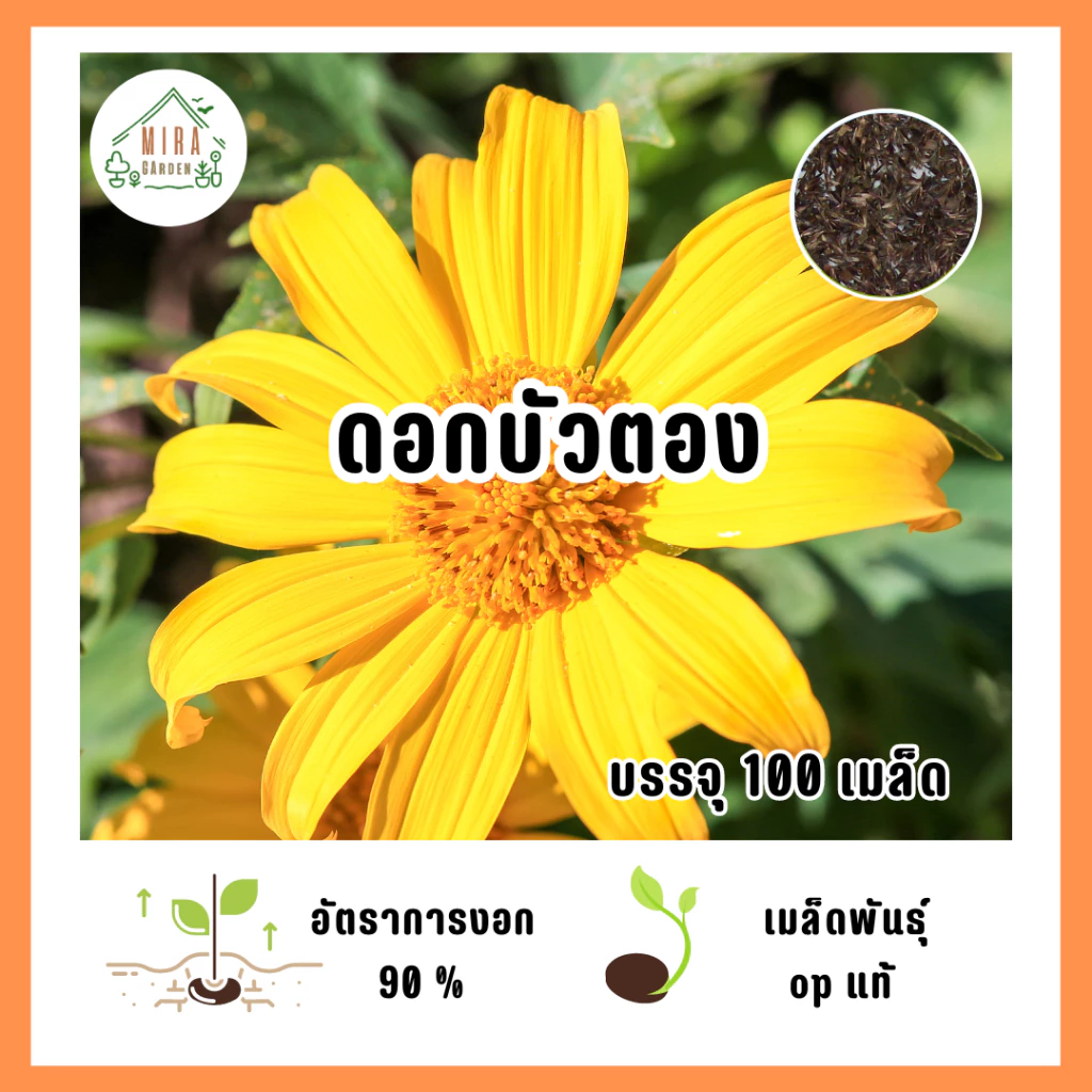 เมล็ดพันธุ์ ดอกบัวตอง บรรจุ 100 เมล็ด