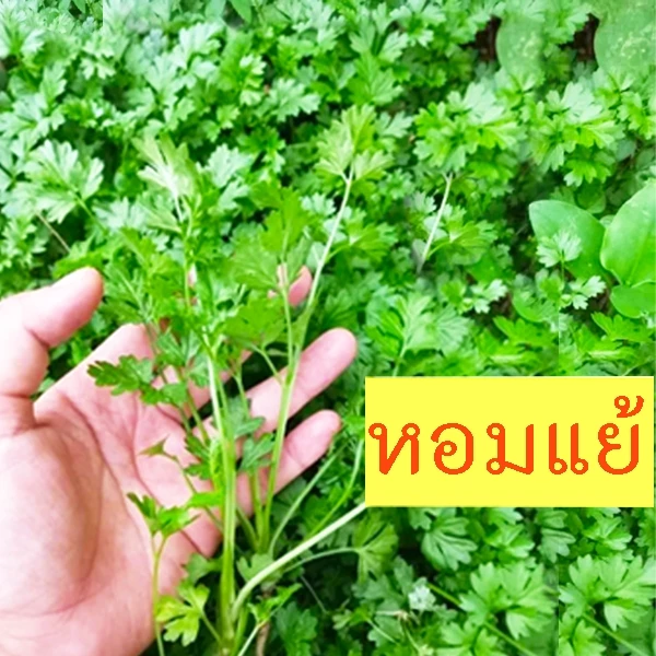 หอมแย้🎈ส่งด่วน🎈10แถม1🎯ถูกที่สุด10บ.🎯เมล็ดพันธุ์หอมแย้ 20-120 เมล็ด 🎈งอกง่าย☘️พุ่มใหญ่🌱หอม🌱ทำอาหารอร่อย🌱ทำพันธุ์ต่อได้
