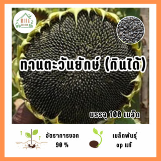 เมล็ดพันธุ์ ดอกทานตะวันยักษ์กินได้ บรรจุ 100 เมล็ด