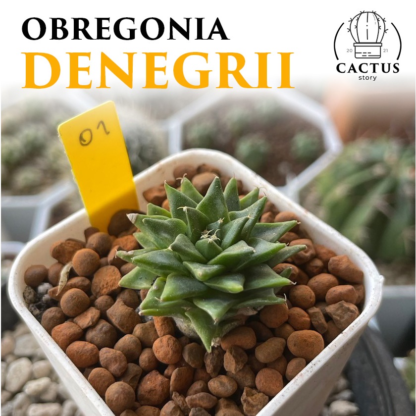 Obregonia denegrii กลีบกระทง ไซค์ใหญ่