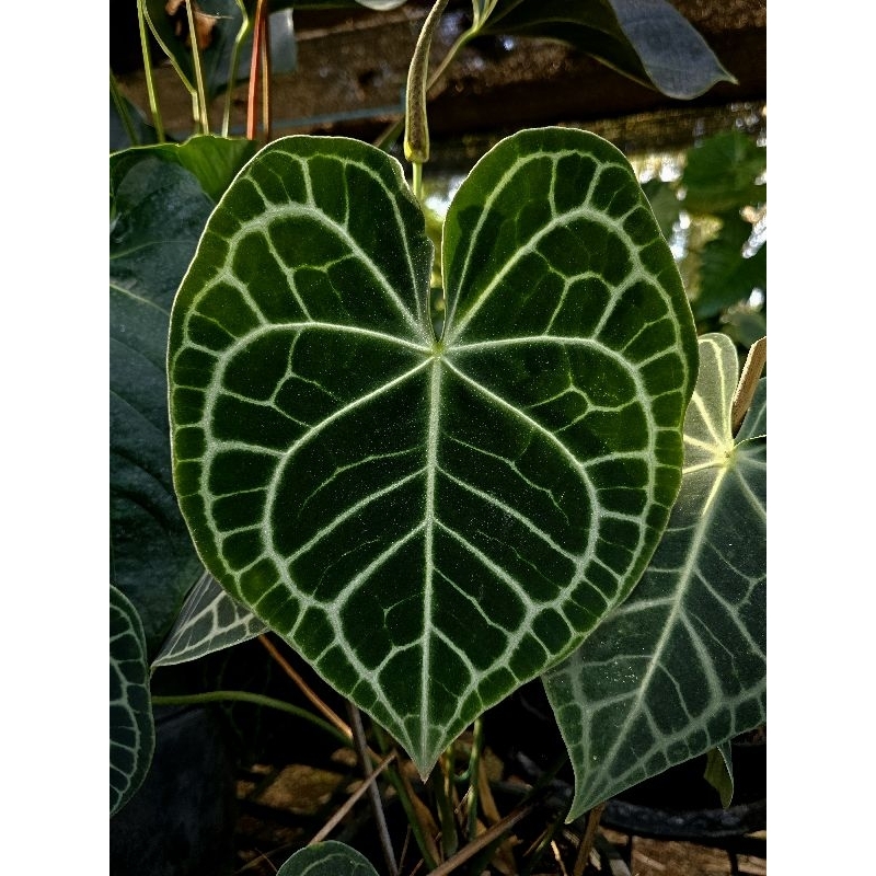 🪴 | หน้าวัว ใบหัวใจ♥️ Anthurium clarinervium 🪴