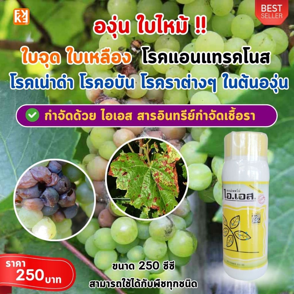 ต้นองุ่น ใบไหม้ ใบจุด ผลเน่าดำ กิ่งแห้ง รากเน่า ราแป้ง โรคราต่างๆป้องกันกำจัดด้วย ไอเอส และเร่งฟื้นฟู ด้วย ปุ๋ย FK-T