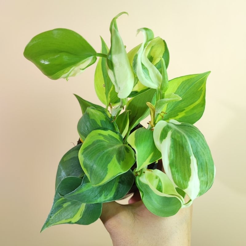 Philodendron Hederaceum Silver Stripe พลูซิลเวอร์ สไตร์ป ลายสีเขียว ครีม บางครั้งเป็นสีขาว คาดเขียวเงินและสีเขียวเข้ม