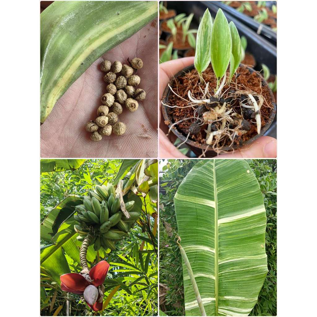 เมล็ด กล้วยด่าง กล้วยตานีด่าง เมล็ดกล้วยตานีด่าง 10 เมล็ด แถม 2 เมล็ด เมล็ดเก็บจากต้นแม่ด่าง 100% อัตรางอกสูง