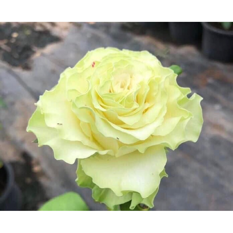 กุหลาบ-วาซาบิ ”Wasabi“  สีขาวครีมอมเขียว-เขียว ดอกบานทนเกิน 2 อาทิตย์