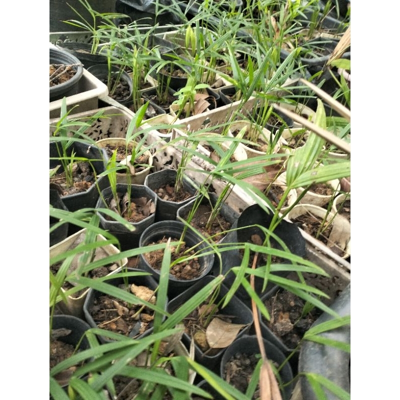 ต้นกล้าหมากแดง   ขั้นต่ำ 20ต้น 100บาท