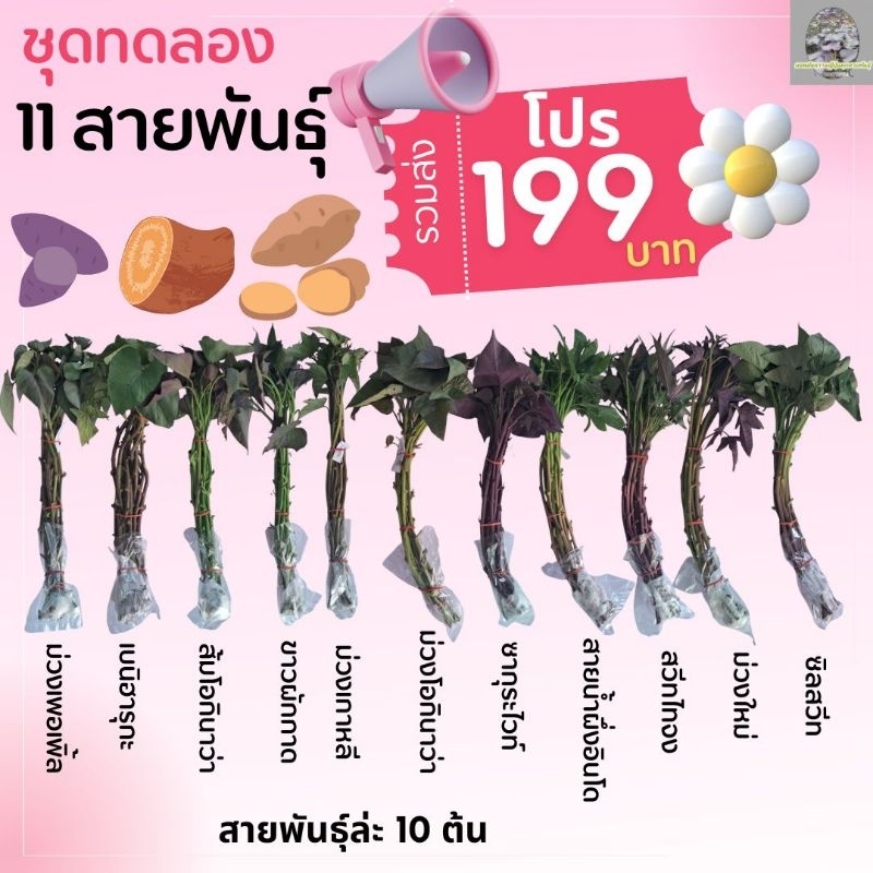 ชุดทดลองมันหวานญี่ปุ่น 199฿ 10สายพันธุ์ | สายพันธุ์ล่ะ10ยอด