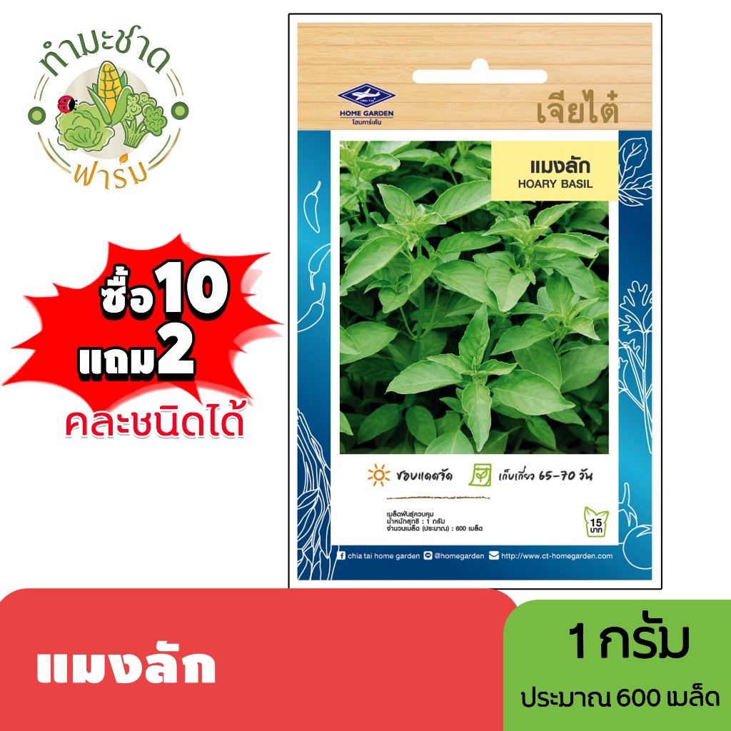 เจียไต๋ (ซื้อ10แถม2) เมล็ดพันธุ์ แมงลัก ขนาด1กรัม ประมาณ600เมล็ด Hoary Basil  กอมก้อข้าว เมล็ดพันธุ์พืช เมล็ดผัก ปลูกผัก