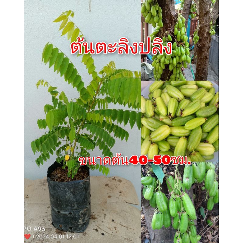ต้นตะลิงปลิง ผลมีรสเปรี้ยวจัด ออกลูกเร็ว ปลูกง่าย ส่งทั้งถุงชำ ขนาดต้น50-60ซม.