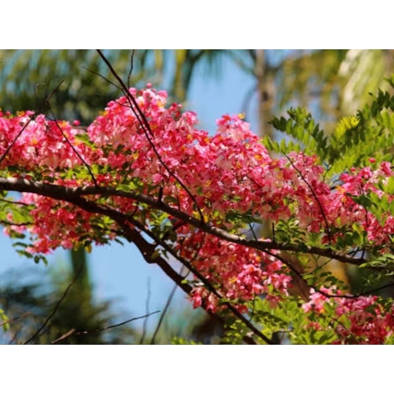 ต้นชัยพฤกษ์ ติดดอกดก ดอกสีชมพูเข้ม ดอกสวยมาก ต้นพร้อมปลูก สูง30-40ซ.ม ซื้อ 4 ต้นแถม 1 ต้น - รูปที่ 2