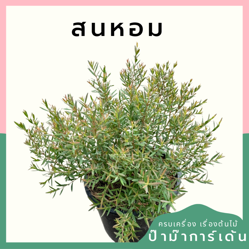 ต้นสนหอมยอดแดง สนหอม ไล่ยุง มีกลิ่นหอมอ่อนๆ มีสรรพคุณช่วยไล่ยุง