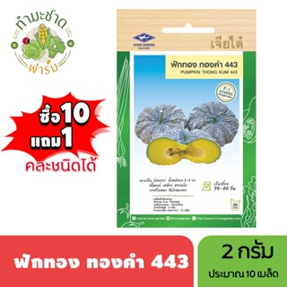 เจียไต๋ (ซื้อ10แถม1) เมล็ดพันธุ์ ฟักทอง ทองคำ ขนาด2 กรัม ประ…