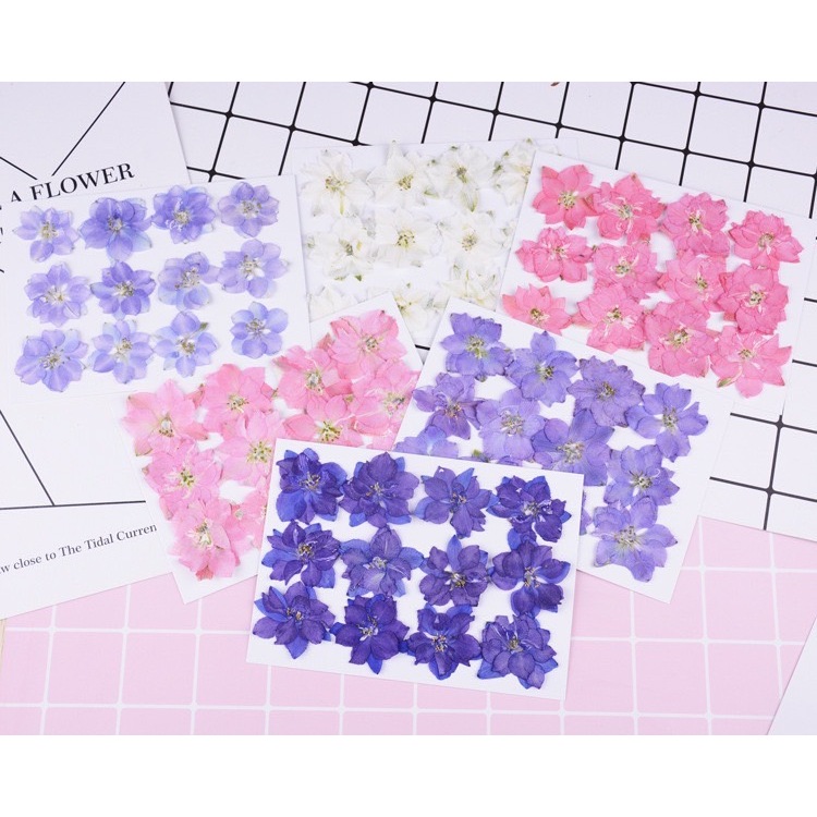 ดอกไม้จริงทับแห้ง ดอกเดลฟินเนียม แต่งเคสโทรศัพท์เรซิ่น เครื่องประดับต่าง diy ขนาด 2.5-4 cm