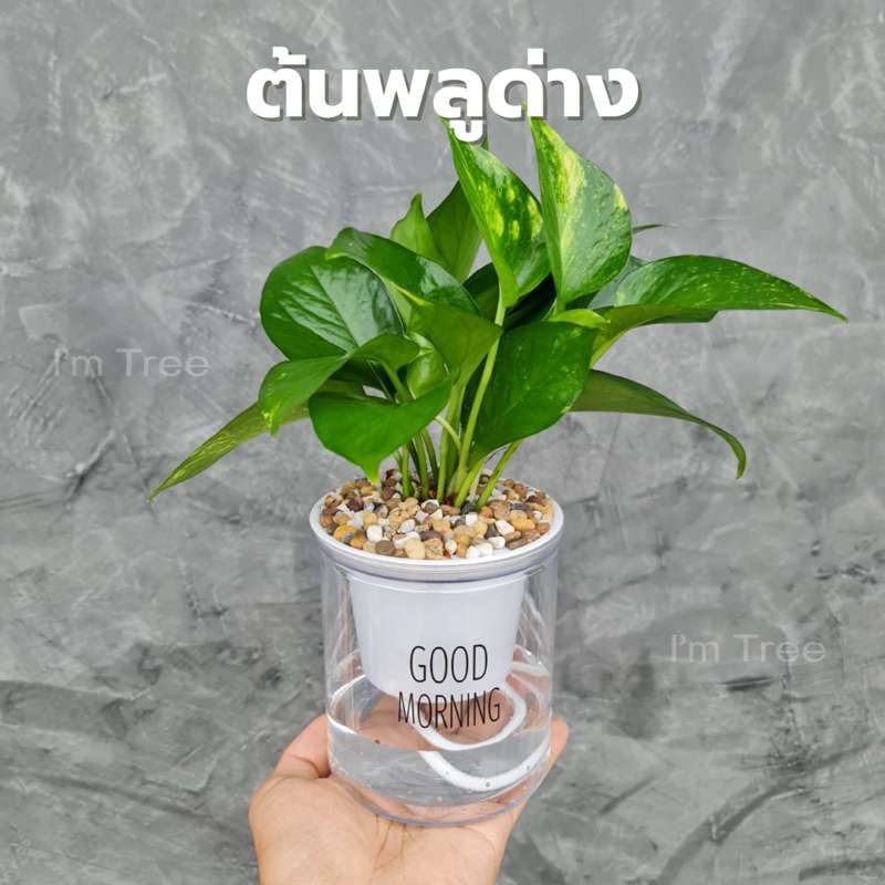 ต้นพลูด่าง พร้อมกระถางรดน้ำอัตโนมัติ แถมหินฟรี