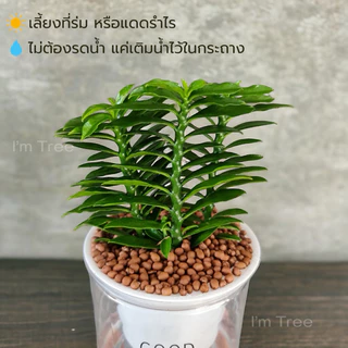 ต้นบันไดเศรษฐี พร้อมกระถางรดน้ำอัตโนมัติ แถมหินฟรี