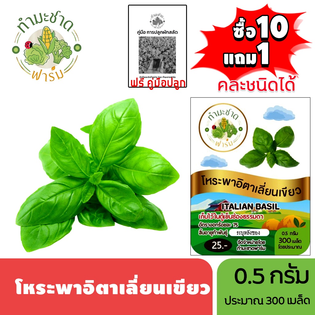 ทำมะชาดฟาร์ม (ซื้อ10แถม1) เมล็ดพันธุ์ โหระพาอิตาเลี่ยน เขียว ขนาด0.5กรัม ประมาณ300เมล็ด ITALIAN BASIL โหระพา เมล็ดพันธุ์