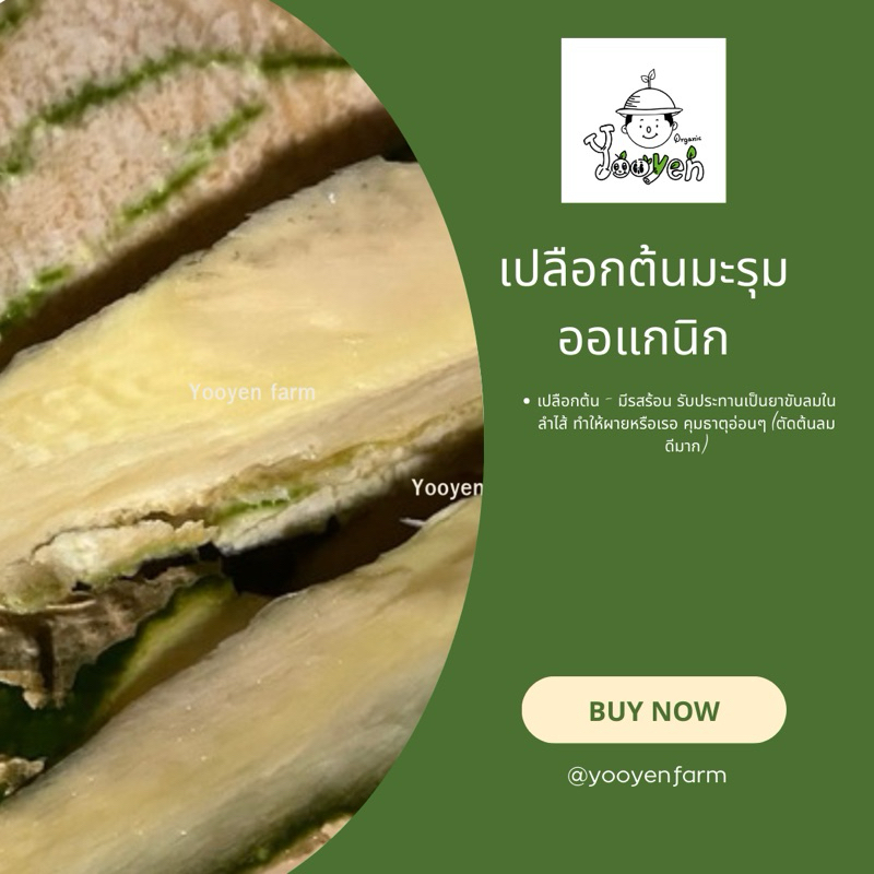 มะรุม เปลือกต้นมะรุม สด ออแกนิก 100กรัม