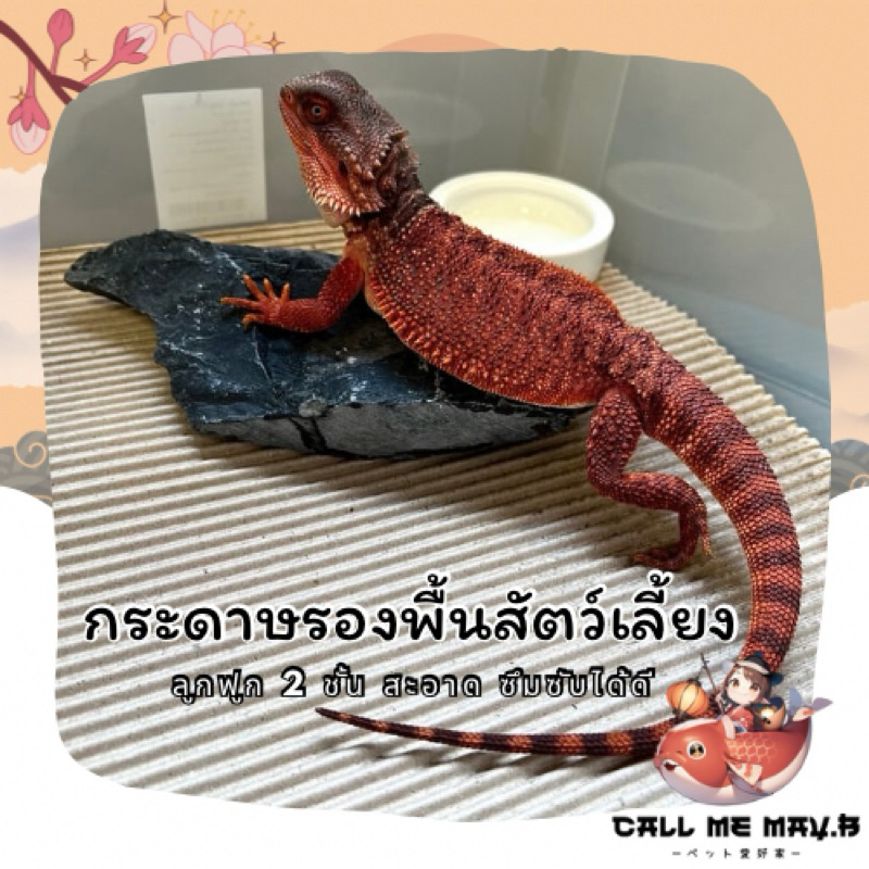 กระดาษลูกฟูกรองพื้นสัตว์เลี้ยง | ขนาดพอดีกล่องเพาะหรือสั่งตัดได้
