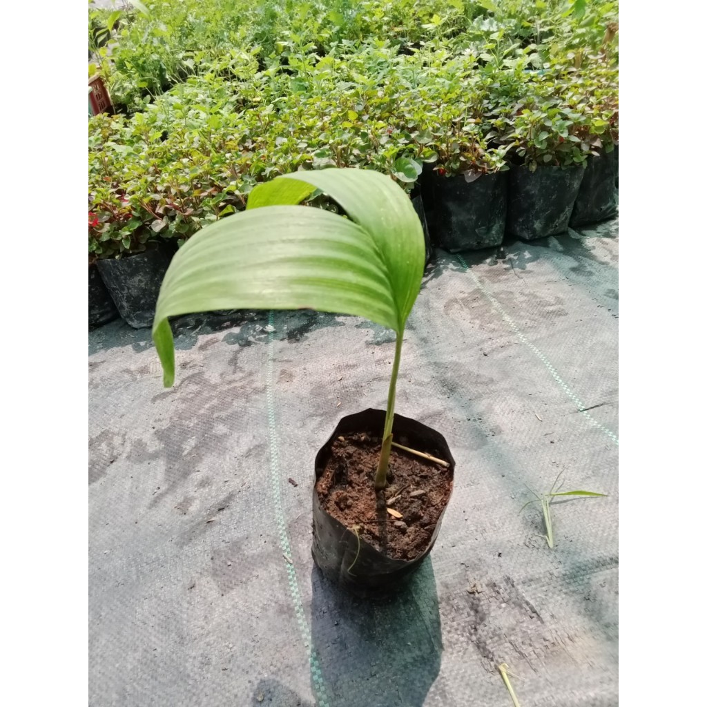 ต้นพันธุ์ สละสุมาลี  สละพันธ์สุมาลี  ต้นเพาะเมล็ด ถุงดำพร้อมปลูก 39 บาท