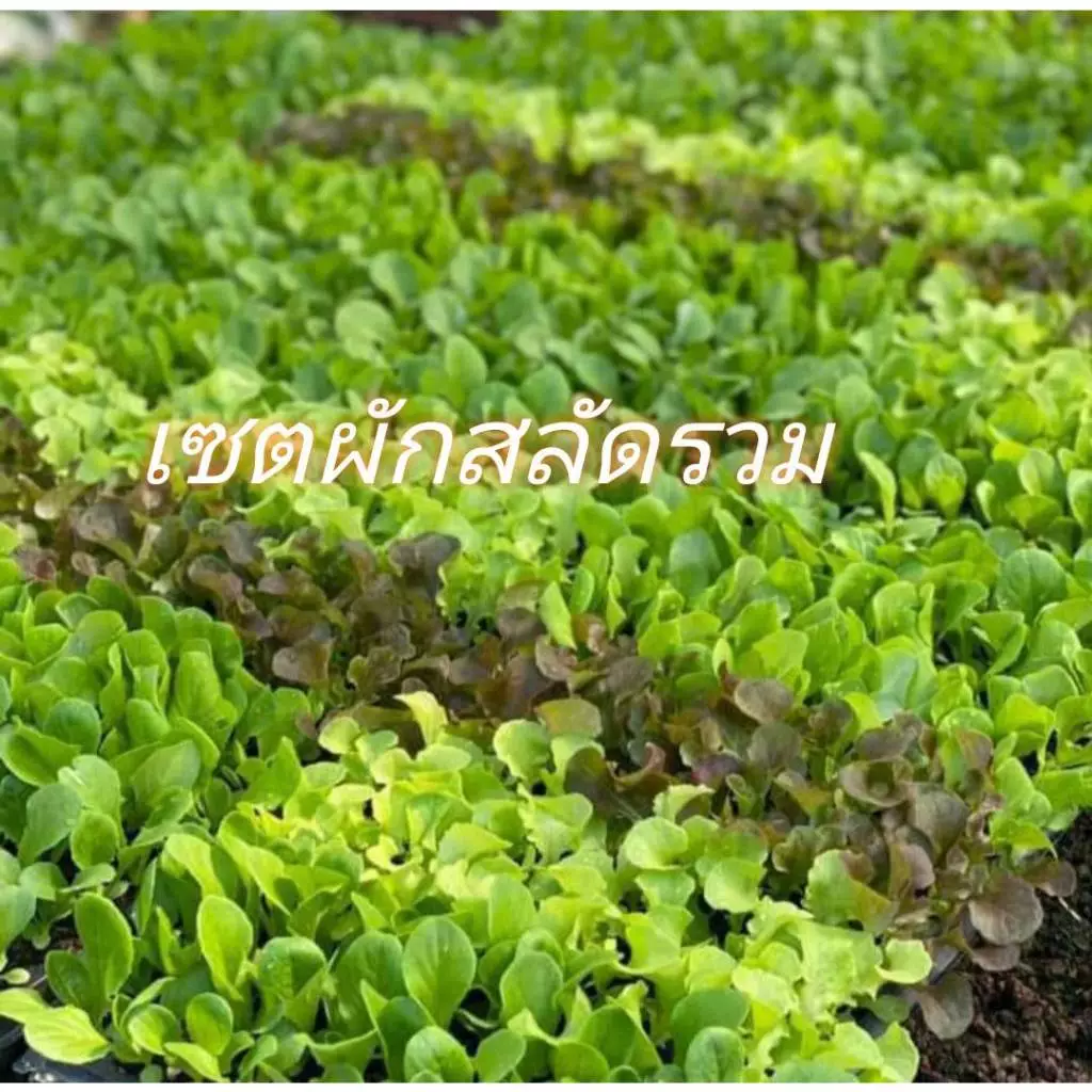 ต้นกล้าผักสลัดแข็งแรง ปลูกได้ทั้ง2แบบ ปลูกแบบดิน ปลูกแบบไฮโดร จำนวน 20 ต้น