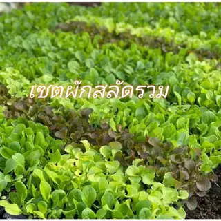ต้นกล้าผักสลัดแข็งแรง ปลูกได้ทั้ง2แบบ ปลูกแบบดิน ปลูกแบบไฮโดร จำนวน 20 ต้น