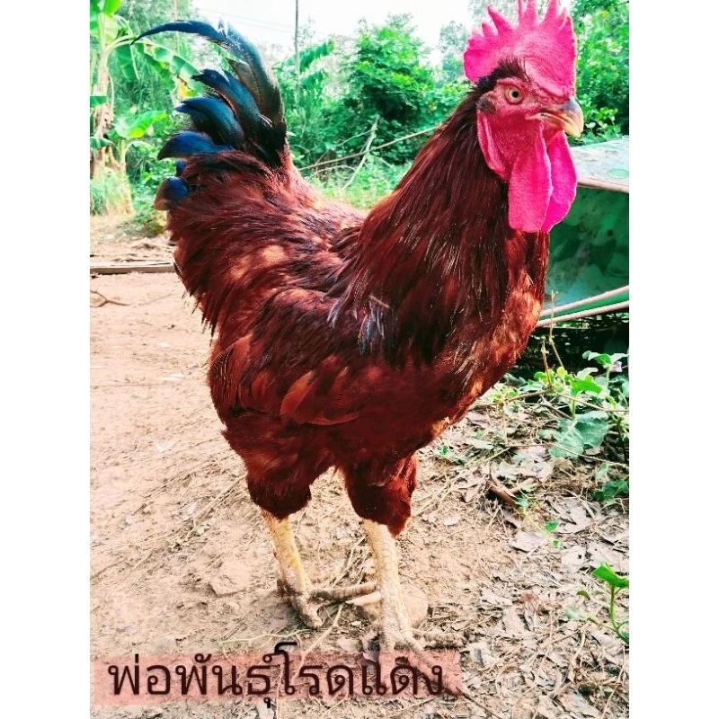 ไข่เชื้อไก่ไข่เชต5ฟอง มีโรดแดง,โรดขาว,ไฮบริด,ไวท์เล็กฮอร์น(เลือดร้อย),ไวท์เล็กฮอร์นผสมโรดขาว