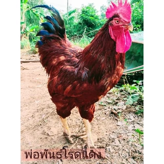 ไข่เชื้อไก่ไข่เชต5ฟอง มีโรดแดง,โรดขาว,ไฮบริด,ไวท์เล็กฮอร์น(เลือดร้อย),ไวท์เล็กฮอร์นผสมโรดขาว