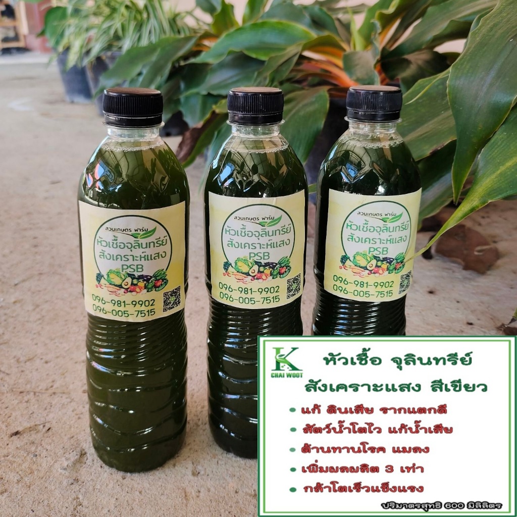 600 มม.หัวเชื้อจุลินทรีย์สังเคราะห์แสง ขนาด 600 มม. จุลินทรีย์สังเคราะห์แสง PSB สูตรเข้มข้น ใช้่ง่าย