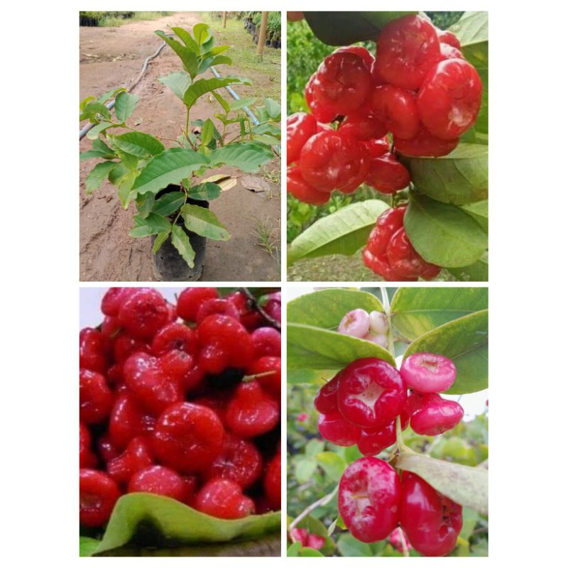 ต้นชมพู่พลาสติก💥สูง 40-50 cm🍎 1 ต้น 129 บาท