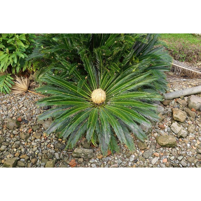 ต้น ปรงญี่ปุ่น Sago palm พร้อมปลูกในถุงดำ 59 บาท  ปรง Cycad  ไม้ประดับที่เติบโต ง่าย ทนแล้งและแดด