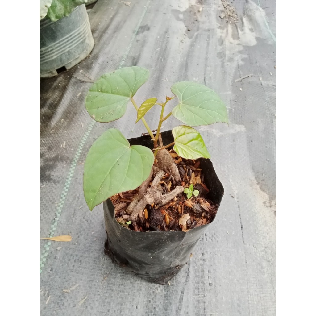 ต้นพันธุ์  ส้มออบแอบ ส้มเขาคัน ลูกเถาคัน  เถาคัน เขาคัน พร้อมปลูกในถุงดำ 69บาท