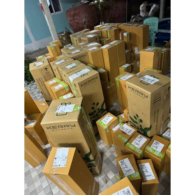 ต้นทับทิมแดงมารวย เพาะเมล็ด ขนาด 20 เซน เสียหายเคลมฟรี - รูปที่ 2