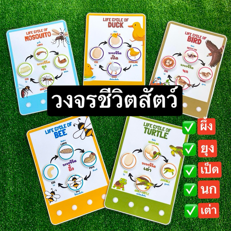 วงจรชีวิตสัตว์ สื่อการสอนวิทยาศาสตร์ สื่อการสอนทำมือ ขนาดเต็มหน้า A4