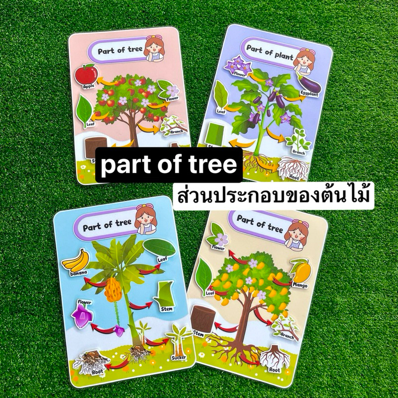 part of tree สื่อการสอนภาษาอังกฤษ ส่วนประกอบของต้นไม้ สื่อการสอนทำมือ ขนาดเต็มหน้า A4