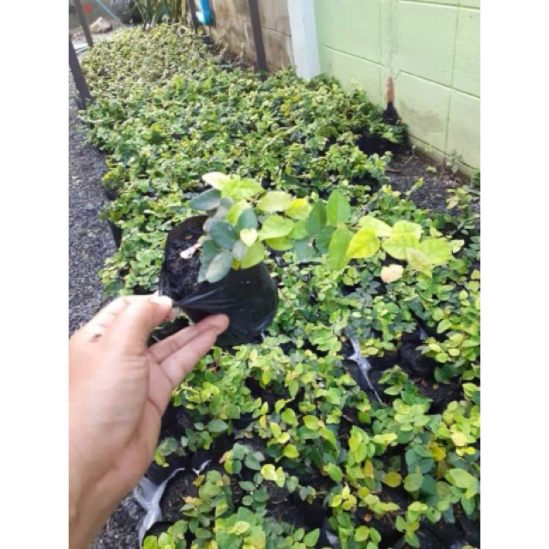 ต้นตีนตุ๊กแก ตีนตุ๊กแก ถุง 2 นิ้ว ไม้เลื้อย