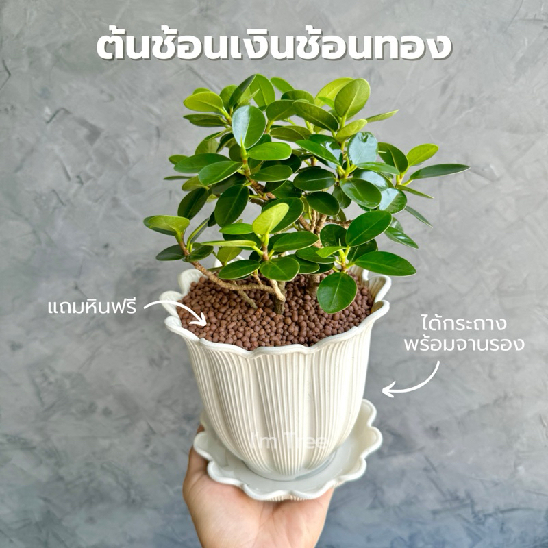 ต้นช้อนเงินช้อนทอง พร้อมกระถางสีขาว6” และจานรองกระถาง แถมหินโรยกระถางฟรี