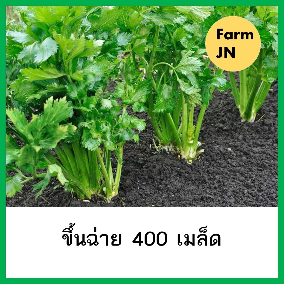 เมล็ดผักคื่นช่าย เมล็ดผักสวนครัว เมล็ดผัก5บาท