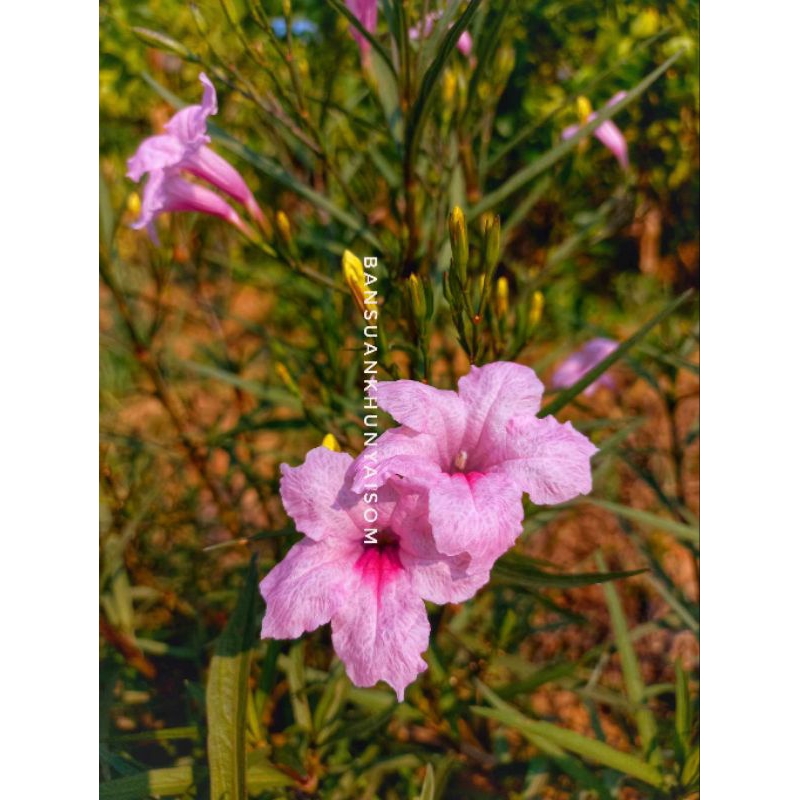 กิ่งฟ้าประทานพร กิ่งละ 1 บาท ชุดละ_50_กิ่ง🌸กิ่งต้อยติ่งฝรั่ง🌸ดอกสีม่วง🌸พร้อมส่ง