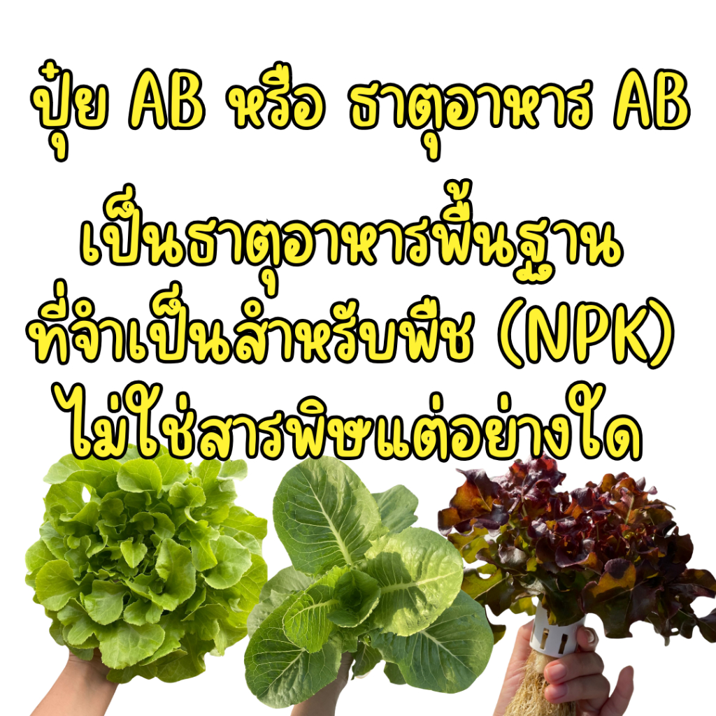 รูปภาพ 5