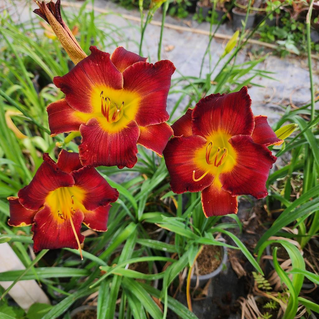 Day lily No.008 "NFV Hot Chiili"