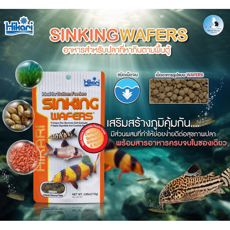 อาหารปลา ฮิคาริ Hikari Sinking Wafers 50กรัม ชนิดเม็ดจม แผ่นแบนกลม สำหรับกลุ่ม ปลาแคทฟิช ปลาหมู ปลาที่หากินตามพื้นตู้