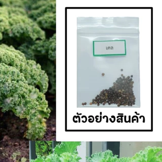🌱เมล็ดเคล 100 เมล็ด 🌱 ซื้อ 10 แถม 2 คละได้ 💥 เลือกของแถมได้ คิดถึงเมล็ดผัก คิดถึง skinsun