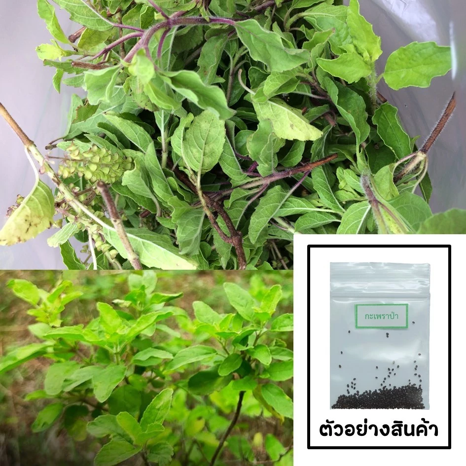 เมล็ดกะเพราป่า 50 เมล็ด 🌱 ซื้อ 10 แถม 2 คละได้ 💥 เลือกของแถมได้ คิดถึงเมล็ดผัก คิดถึง skinsun