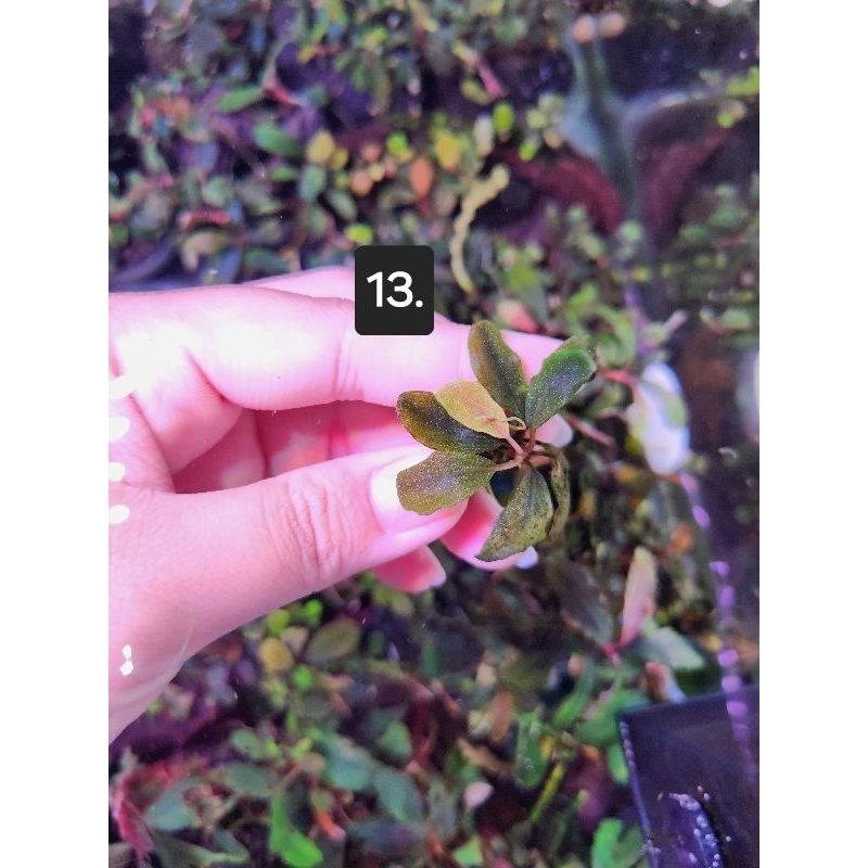 Bucep สวยๆ ใบน้ำ 100% Brownie Ghost Elnino 2015, Red Serenade