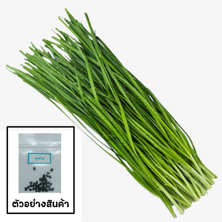 เมล็ดกุยช่าย 30 เมล็ด 🌱 ซื้อ 10 แถม 2 คละได้ 💥 เลือกของแถมได้ คิดถึงเมล็ดผัก คิดถึง skinsun