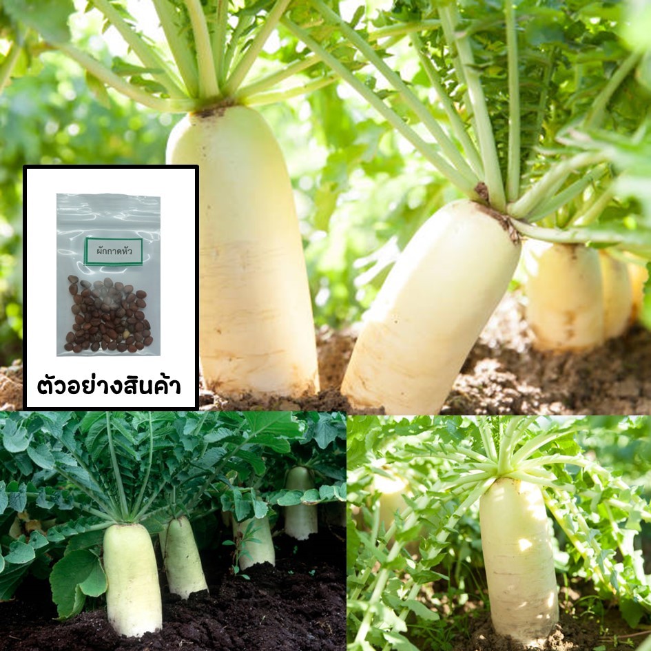 เมล็ดผักกาดหัว 40 เมล็ด 🌱 ซื้อ 10 แถม 2 คละได้ 💥 เลือกของแถมได้ คิดถึงเมล็ดผัก คิดถึง skinsun