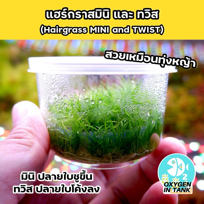 แฮร์กราสมินิ และ แฮร์กราสทวิส [Hairgrass Mini & Hairgrass Twist] ไม้น้ำ ไม้เนื้อเยื่อแน่นๆ ปลูกเป็นทุ่งหญ้าสวยๆ